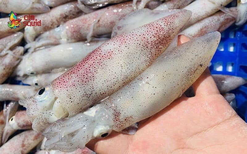 Tất tần tật về giá mực trứng và mẹo mua đúng chuẩn 1 Khám phá đặc điểm độc đáo của mực trứng - loại hải sản nhỏ bé nhưng giàu giá trị dinh dưỡng