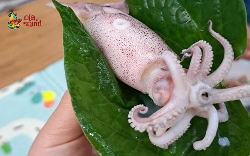 Hướng dẫn cách bảo quản mực tươi khoa học
