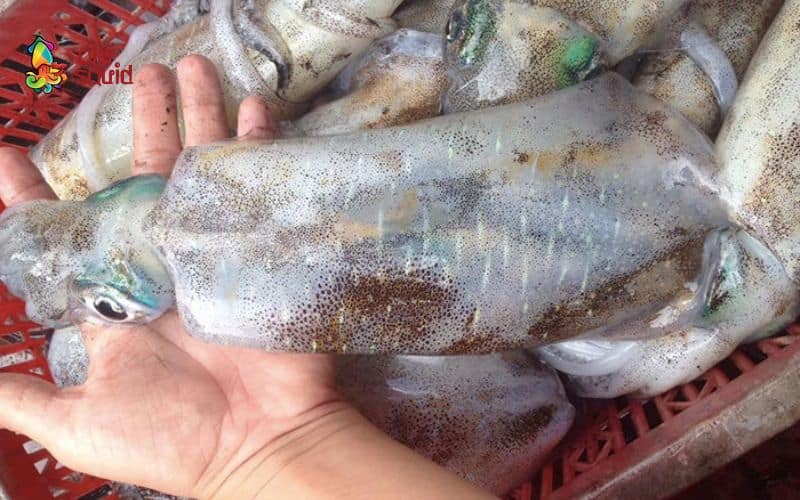 Gợi ý những địa chỉ uy tín để mua mực tươi chất lượng tại Hà Nội