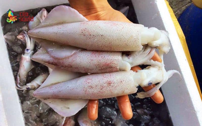  Điểm danh các chợ hải sản nổi tiếng Hà Nội - thiên đường mua mực tươi sống mỗi ngày
