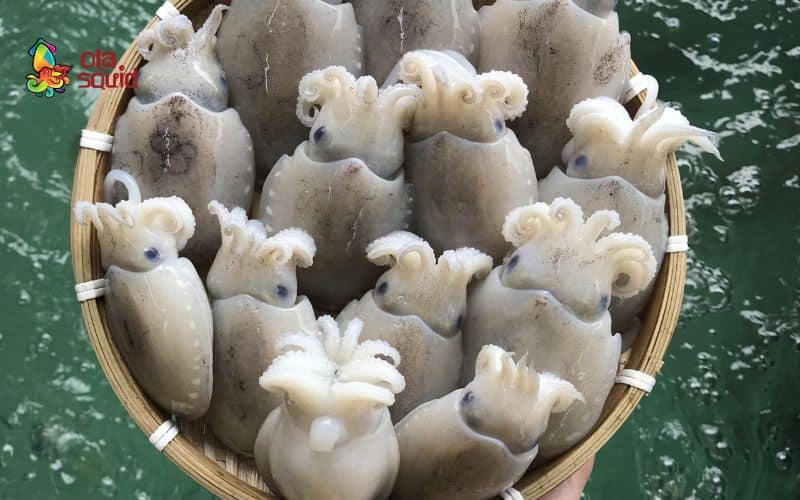 Mực bầu là mực gì? Giá bao nhiêu, cách chọn và chế biến ngon nhất 3 Giá mực bầu bao nhiêu 1kg?