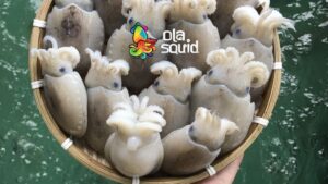 Mực bầu là mực gì? Cách nhận biết và chế biến đúng cách
