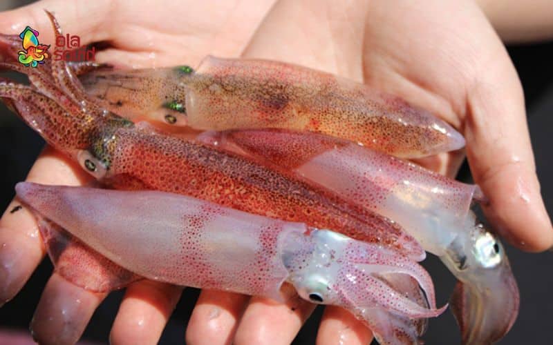 Mực nháy là gì? Các món ngon làm từ mực nháy 3 Mẹo chọn mực nháy sống tươi ngon