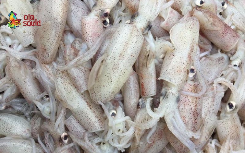 Cách làm mực sim hấp bia đơn giản, càng ăn càng mê 2 Kinh nghiệm chọn mực sim tươi ngon