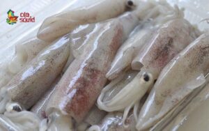 fresh squid price 1