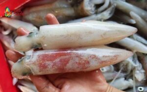 fresh squid price in quang ninh