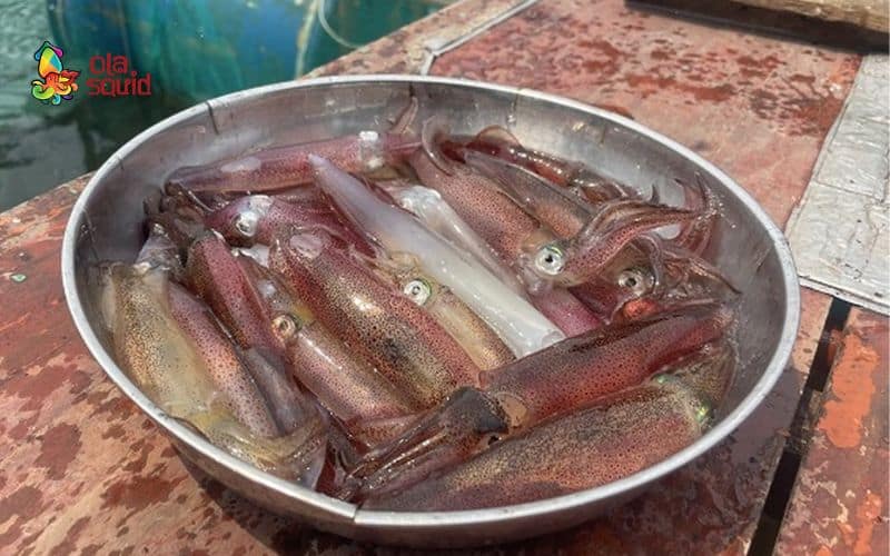Mực nháy là gì? Các món ngon làm từ mực nháy 6 Giá mực nháy còn tuỳ thuộc vào thời vụ, khu vực đánh bắt, cách bảo quản,...
