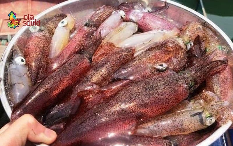 Mực nháy là gì? Các món ngon làm từ mực nháy 2 Ăn mực nháy giúp tăng cường hệ miễn dịch, cải thiện trí nhớ