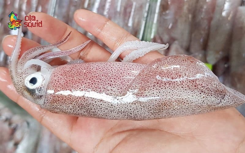 Cách làm món mực kho tiêu đậm vị, càng ăn càng mê 1 Bật mí mẹo mua mực tươi ngon