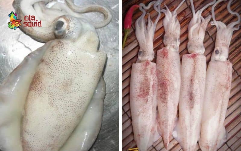 Cách phân biệt mực lá và mực ống? Nên chọn loại nào? 1 Phân biệt dựa theo hình dáng và màu sắc