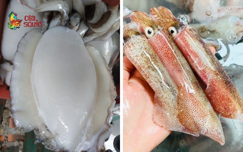 What is Squid? How to Choose and Cook Delicious Squid 2 Comparison of the differences between cuttlefish and squid