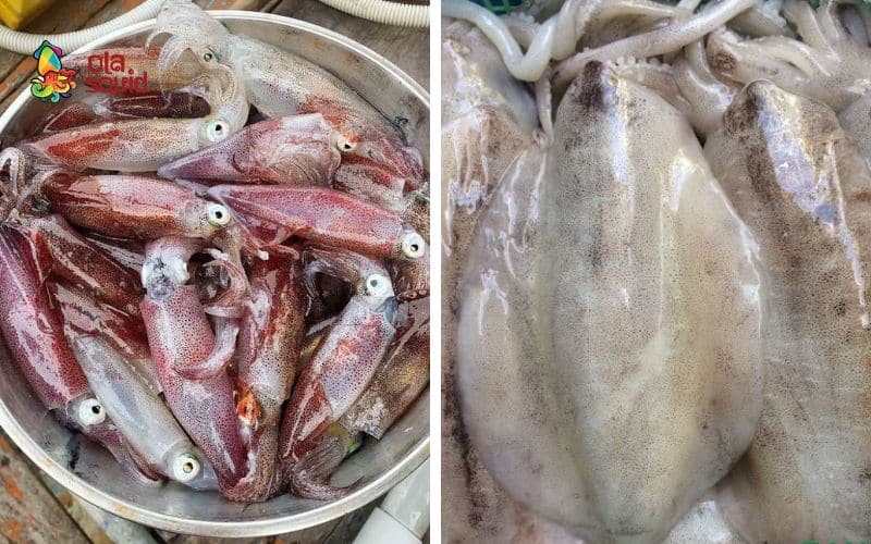 Mực nháy là gì? Các món ngon làm từ mực nháy 4 Mực nháy và mực lá khác nhau rõ rệt