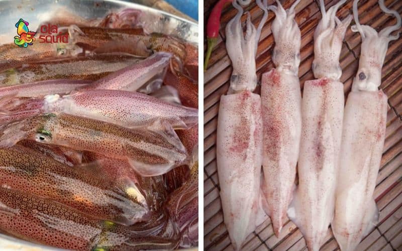 Mực nháy là gì? Các món ngon làm từ mực nháy 2 Mực nháy có độ ngọt, giòn hơn so với mực ống thông thường