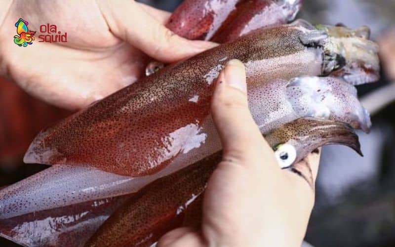 Mực nháy là gì? Các món ngon làm từ mực nháy 8 Sơ chế mực với nước muối loãng để khử mùi tanh
