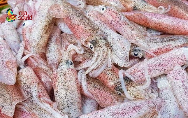 Giải đáp: Mực sữa là gì? Giá mực sữa bao nhiêu 1kg? 2 Hướng dẫn mua mực sữa tươi ngon, chất lượng