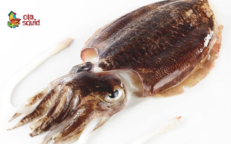 Tìm hiểu mực nang tươi là gì? Mực nang giá bao nhiêu? 1 Đặc điểm của mực nang tươi