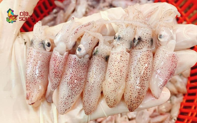 Giải đáp: Mực sữa là gì? Giá mực sữa bao nhiêu 1kg? 1 Đặc điểm của con mực sữa