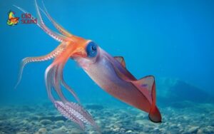 does squid have a backbone