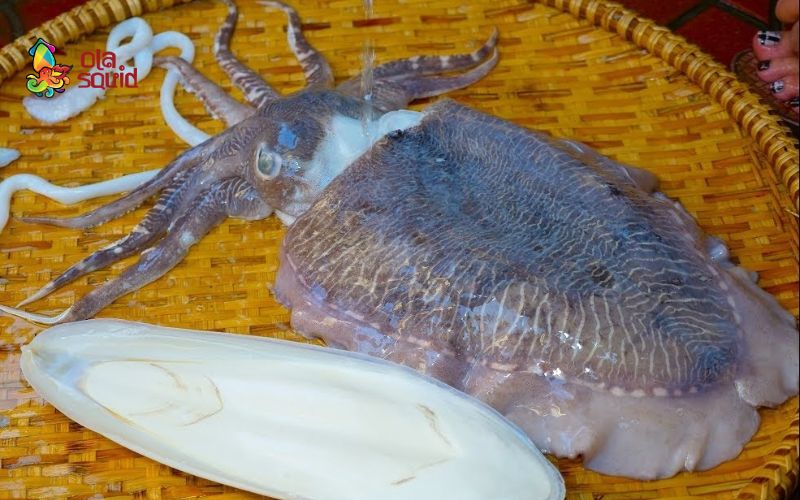 Tìm hiểu mực nang tươi là gì? Mực nang giá bao nhiêu? 2 Lợi ích dinh dưỡng mà mực nang mang lại