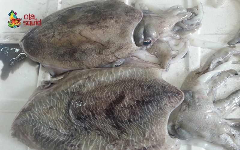Cách làm mực nang hấp gừng giòn ngọt, đơn giản mà ngon 1 Bí quyết chọn mua mực nang tươi