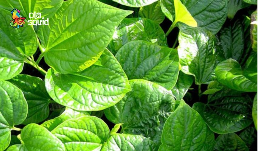 Cách làm mực hấp lá lốt siêu ngon, chuẩn vị quê nhà 3 Cách chọn lá lốt tươi xanh