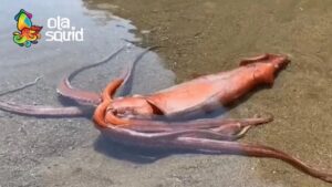 Địa điểm bán mực khổng lồ