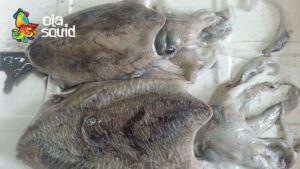 Mực nang tươi giá bao nhiêu?