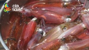 Tìm hiểu về mực nháy Cửa Lò