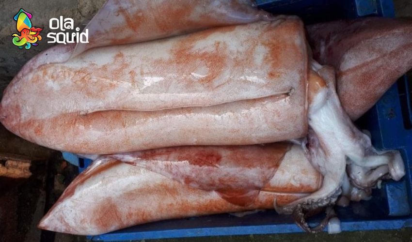 Mực xà là mực gì? Tại sao giá mực xà đại dương lại rẻ? 1 Mực xà có thịt khá dày và đa số kích thước lớn