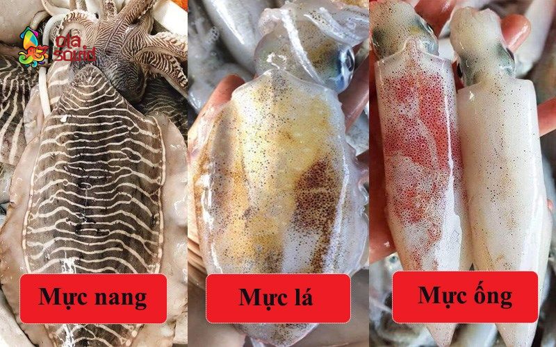 Tìm hiểu mực nang tươi là gì? Mực nang giá bao nhiêu? 3 Nhận biết mực nang, mực ống và mực lá chi tiết