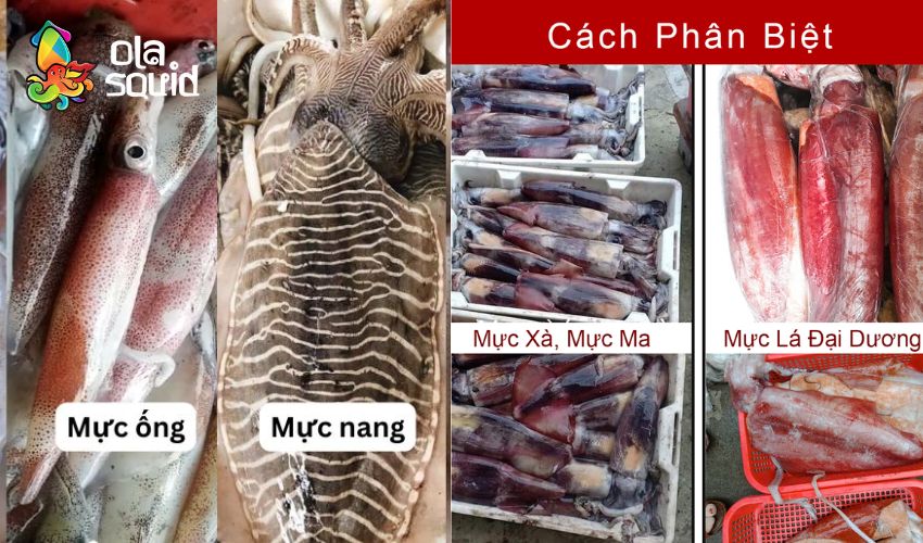 Mực xà là mực gì? Tại sao giá mực xà đại dương lại rẻ? 2 Phân biệt mực xà và một số loại mực khác