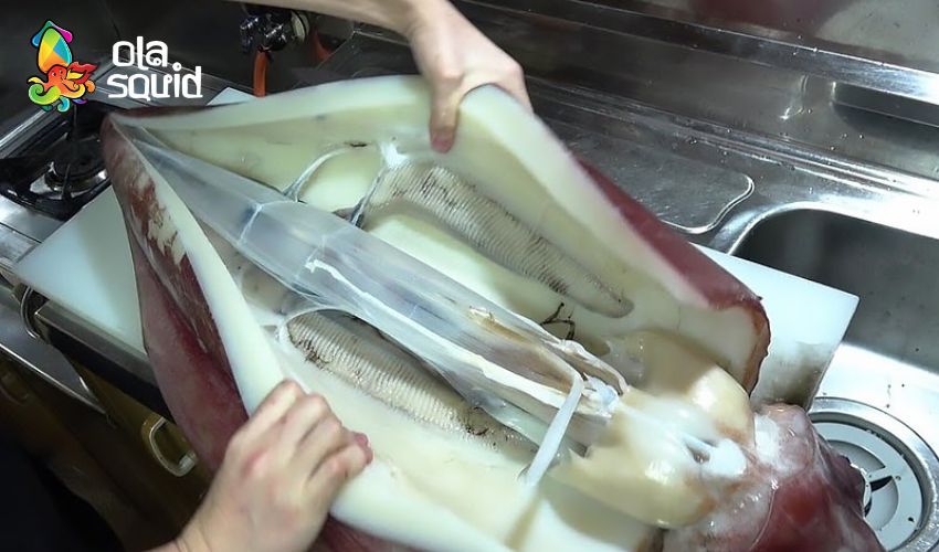 Mực xà là mực gì? Tại sao giá mực xà đại dương lại rẻ? 10 Cách sơ chế mực xà không tanh