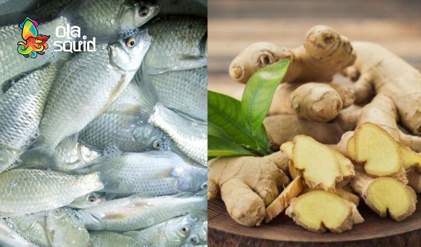 Cá diếc làm món gì ngon? 15 cách chế biến cá diếc thơm ngon, đậm vị 10 Cá diếc hấp gừng