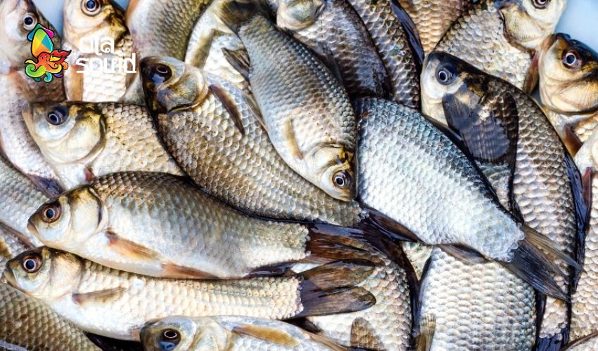 Cá diếc làm món gì ngon? 15 cách chế biến cá diếc thơm ngon, đậm vị 16 Cách chọn cá diếc tươi ngon