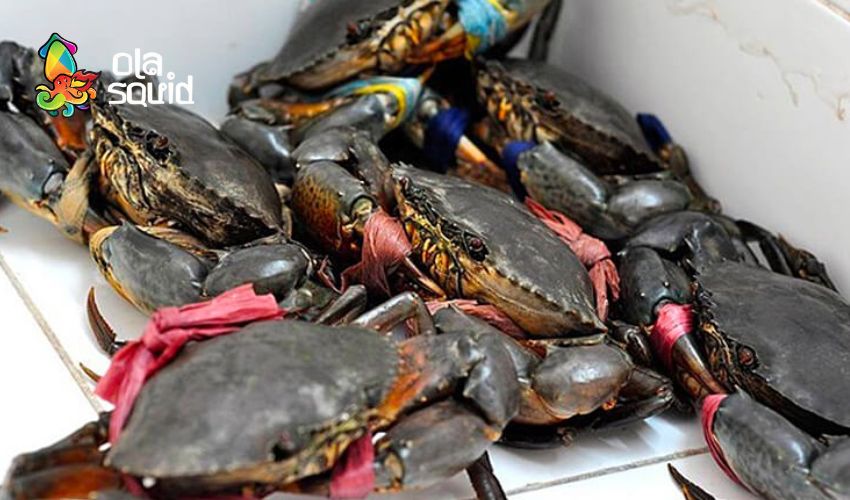 Cua biển làm món gì ngon? Xem ngay list 15 món siêu hấp dẫn 16 Nhìn chân và càng cua kiểm tra độ sống khỏe