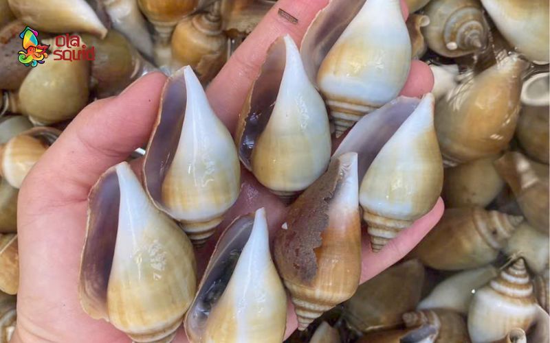 Ốc nhảy làm món gì ngon? Các công thức chế biến hấp dẫn 7 Bật mí mẹo chọn mua ốc nhảy tươi ngon