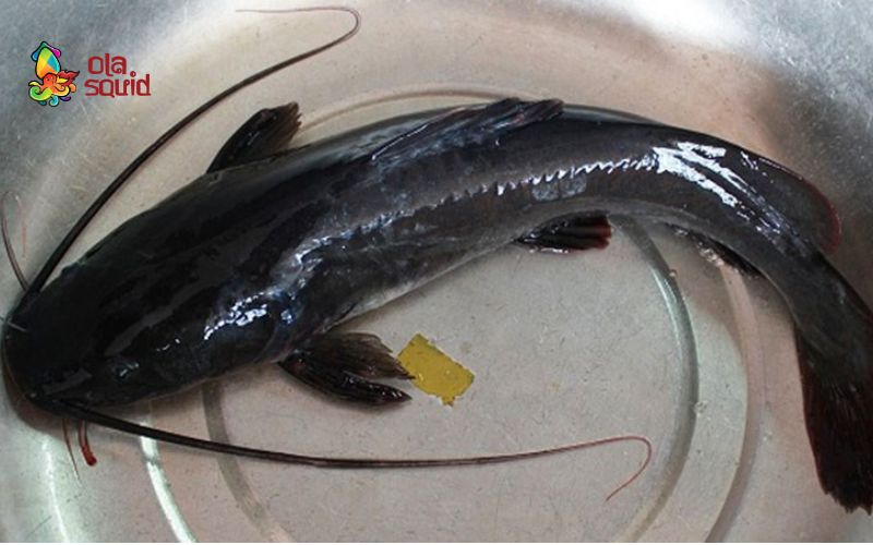 Cá lăng làm món gì ngon? 12 món cá lăng đậm đà mà ai cũng ghiền 2 Kinh nghiệm chọn cá lăng ngon