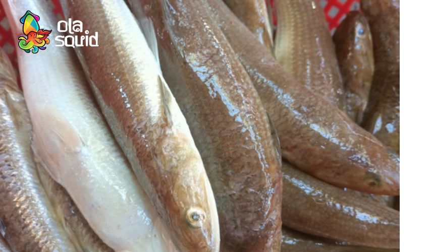 Cá mối làm món gì ngon? Top 10 món ăn ngon từ cá mối dễ làm, hao cơm 11 Cá mối làm món gì ngon