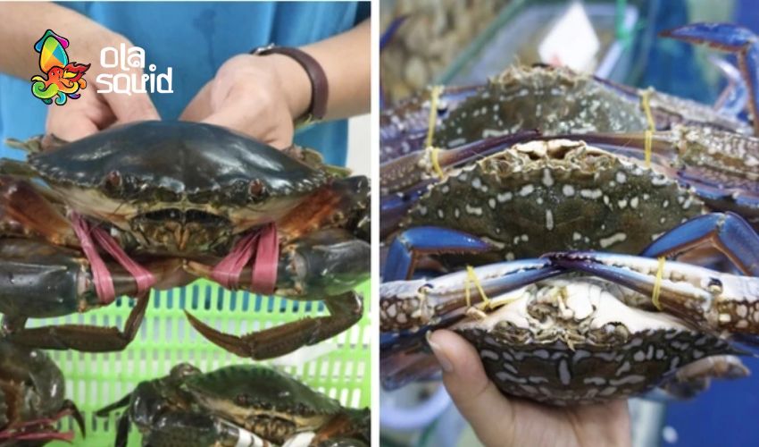 Cua biển làm món gì ngon? Xem ngay list 15 món siêu hấp dẫn 17 Phân biệt cua biển và ghẹ biển