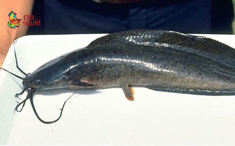 Cá trê làm món gì ngon? Top 14 món cá trê ngon và bổ dưỡng 1 Tìm hiểu về cá trê