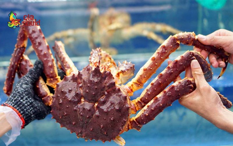 Giá cua hoàng đế bao nhiêu? Cập nhật bảng giá mới nhất 2026 3 Hướng dẫn bảo quản cua hoàng đế đúng cách