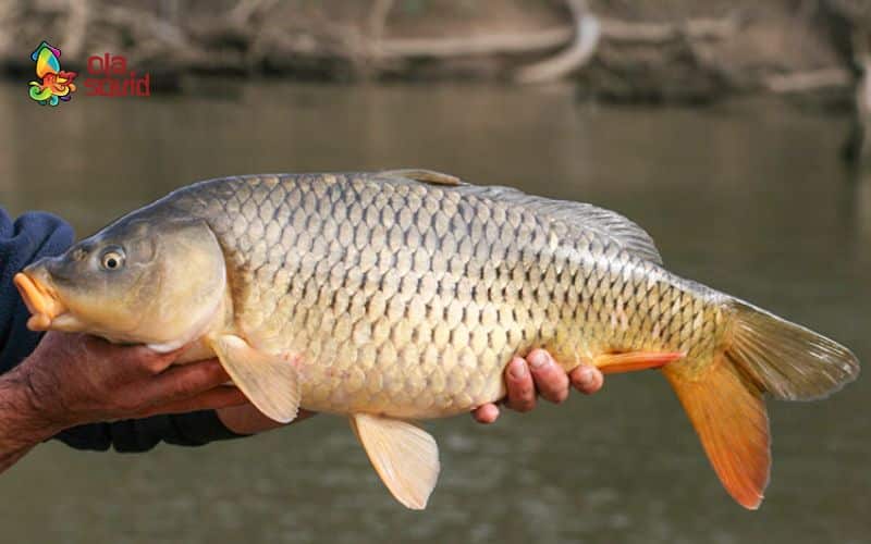 Bật mí cách làm cá hấp xì dầu chuẩn vị, không bị tanh 3 Mẹo chọn mua cá chép tươi ngon