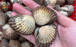 What Delicious Dishes Can You Make With Blood Cockles? 13 Easy Blood Cockle Recipes