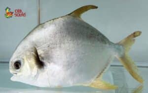 cá chim trắng biển giá bao nhiêu