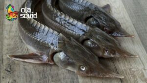 Giá cá tầm sống bao nhiêu?