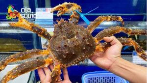 Giá cua hoàng đế bao nhiêu 1kg?