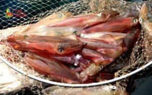 What is Cua Lo Jellyfish? Delicious Dishes Made From Cua Lo Jellyfish