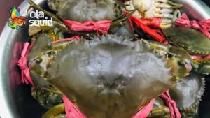 Giá cua Cà Mau bao nhiêu 1kg?