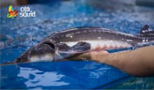 Sturgeon Price Today