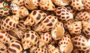 What to Cook with Abalone Snails